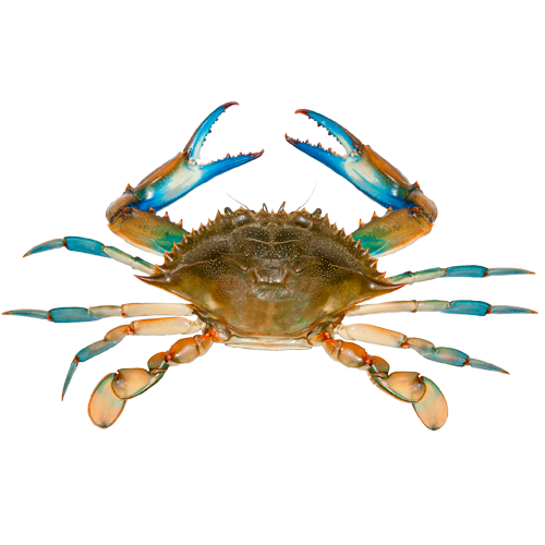 Invasiones biologicas biodiversas