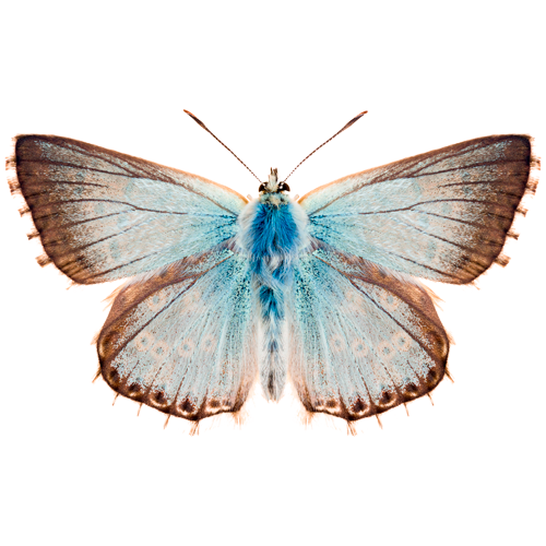 Servicios ecosisemicos biodiversas